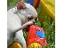 PoulaTo: CHIHUAHUA-350 €
